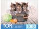 Три голубоглазых котёнка